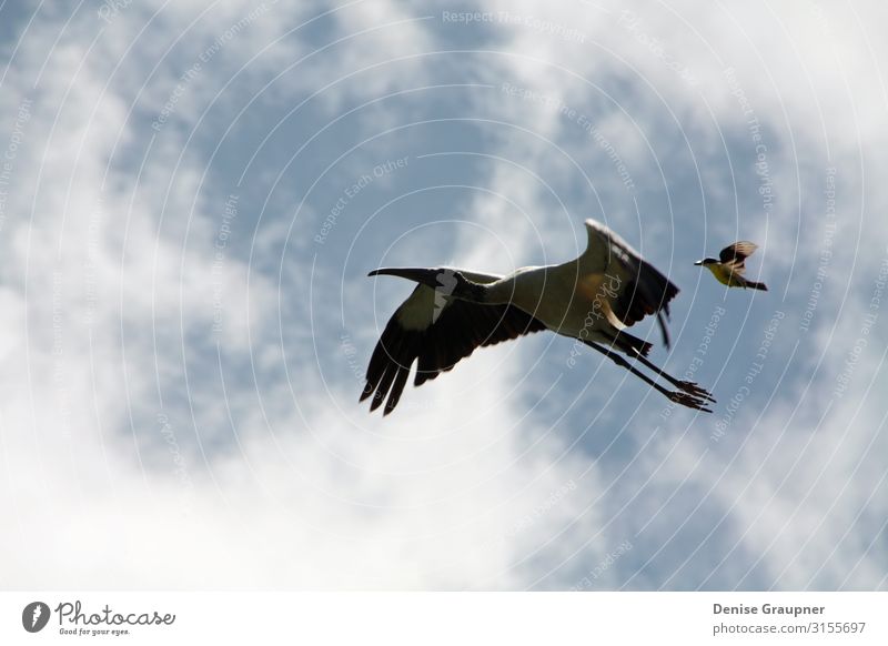 wood stork and a little bird fly together in Costa Rica Leben Tourismus Abenteuer Sightseeing Expedition Umwelt Natur Landschaft Klima Schönes Wetter Vogel 2