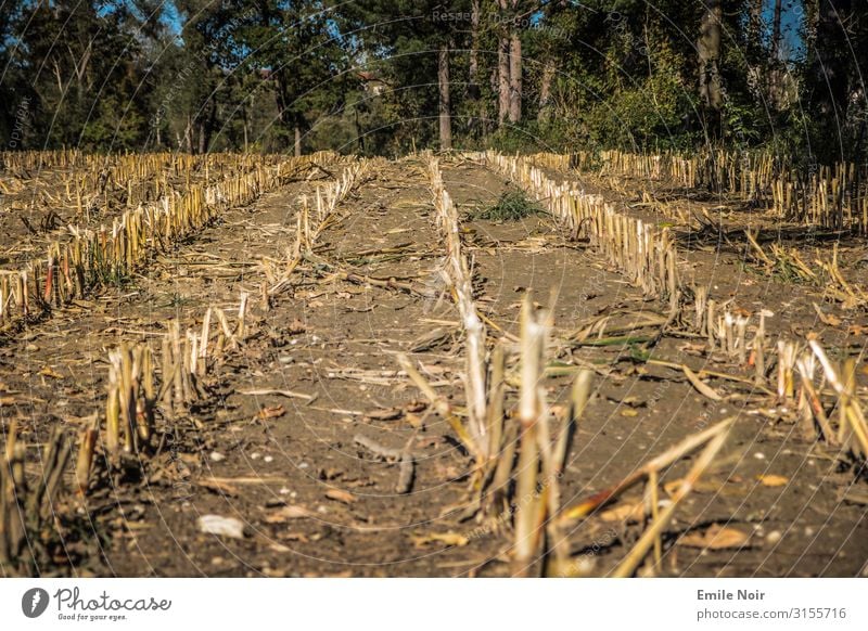 Stoppelfeld Landschaft Herbst Klima Klimawandel Schönes Wetter Wärme bedrohlich trist trocken Farbfoto Außenaufnahme Menschenleer Tag