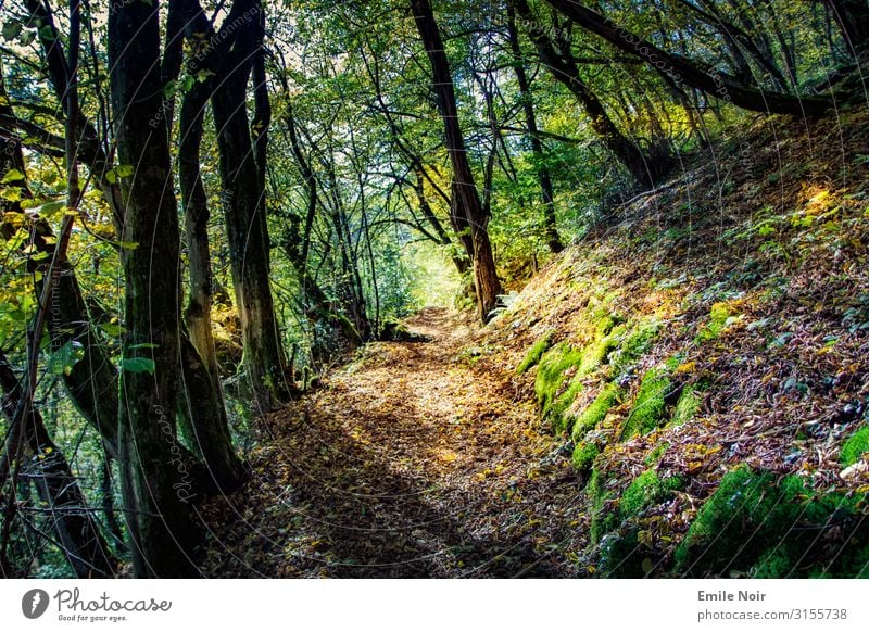 Waldspaziergang Natur Landschaft Pflanze Erde Herbst Schönes Wetter Moos Urwald Berge u. Gebirge wandern Begeisterung Ferien & Urlaub & Reisen Farbfoto