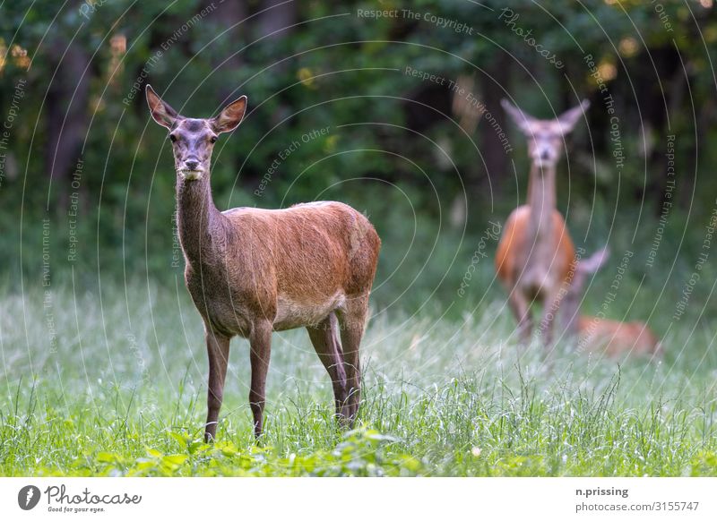 Rotwild Kuh Tier Wildtier Bleßwild Hirschkuh Rudel Jagd Wildlife Tiere Farbfoto Außenaufnahme Tag Zentralperspektive Tierporträt