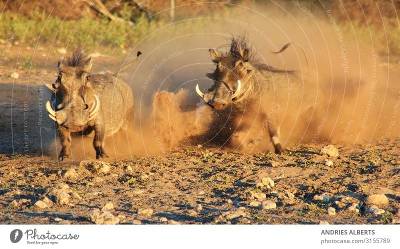 Warzenschwein-Kampf - Naturzauber Tourismus Ausflug Freiheit Sightseeing Safari Sommer Umwelt Tier Park Wildtier 2 Aggression braun weiß Stimmung Kraft Angst