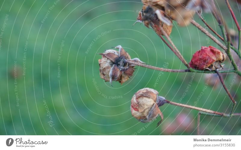 Vergänglichkeit Rosen vergänglichkeit vertrocknet Pflanze Menschenleer Natur Farbfoto Tag Außenaufnahme Schwache Tiefenschärfe trocken Herbst Umwelt