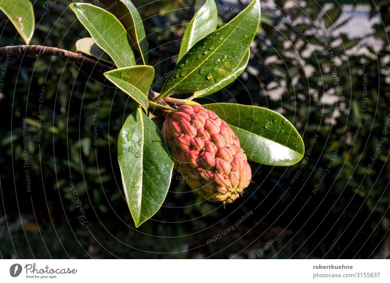 Frucht einer Annona-Pflanze Von bobmachee Ferien & Urlaub & Reisen Sommer Berge u. Gebirge Garten Umwelt Wildpflanze rund saftig Epirus Griechenland Farbfoto