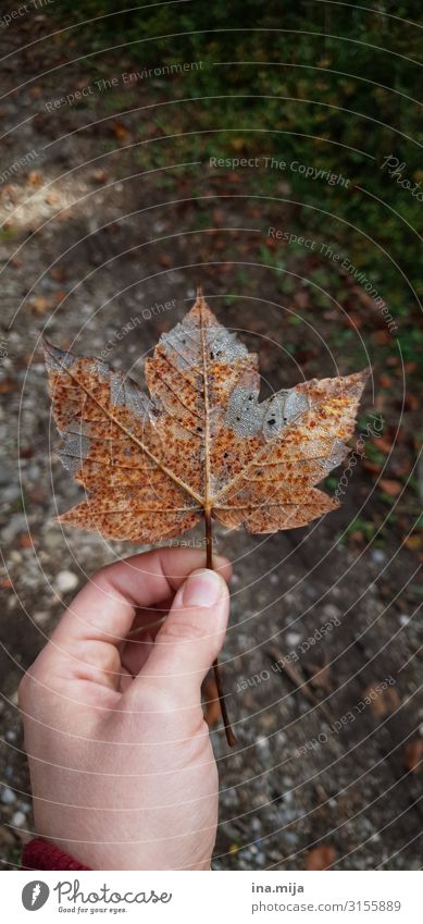 Herbst Gartenarbeit Gärtner Forstwirtschaft Förster Umwelt Natur Pflanze Blatt Park Wiese Wald natürlich Abenteuer Klima Umweltschutz Wandel & Veränderung