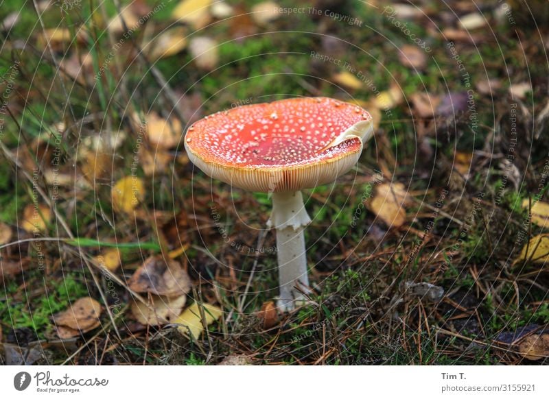 Fliegenpilz Umwelt Natur Landschaft Herbst Pflanze Wald Brandenburg Menschenleer Vertrauen Pilz Farbfoto Außenaufnahme Tag