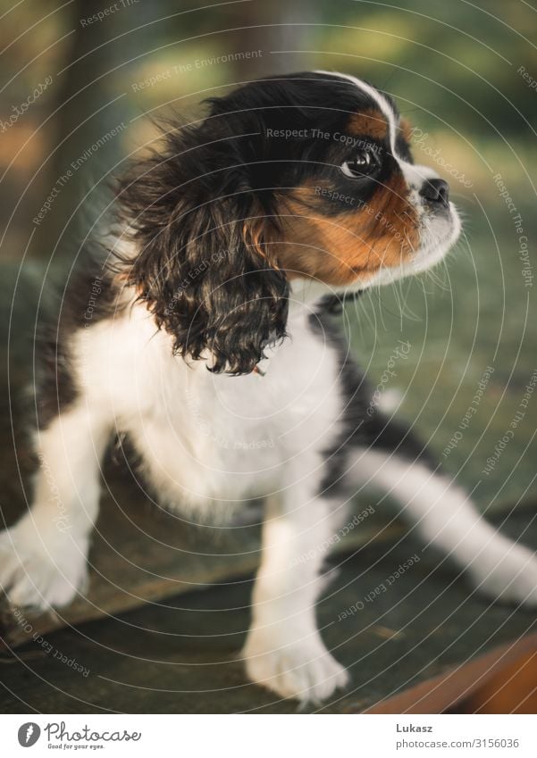 Süßer Kavalierswelpe auf einer Bank Haustier Hund 1 Tier Holz beobachten Freundlichkeit Wärme Optimismus Warmherzigkeit Sympathie Tierliebe schön elegant