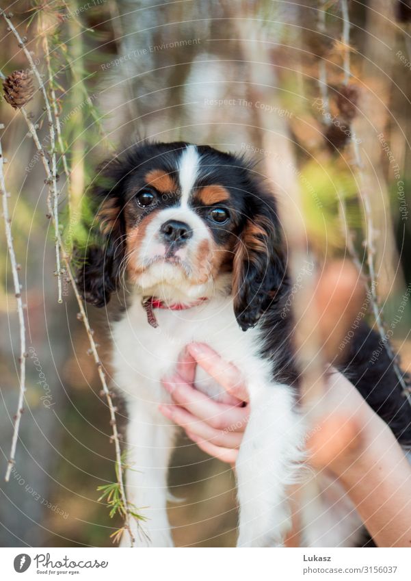 Süßer Kavalierswelpe zwischen Zapfen gehalten Tier Haustier Hund 1 fantastisch Freundlichkeit klein niedlich schön Fröhlichkeit Coolness Optimismus Tierliebe