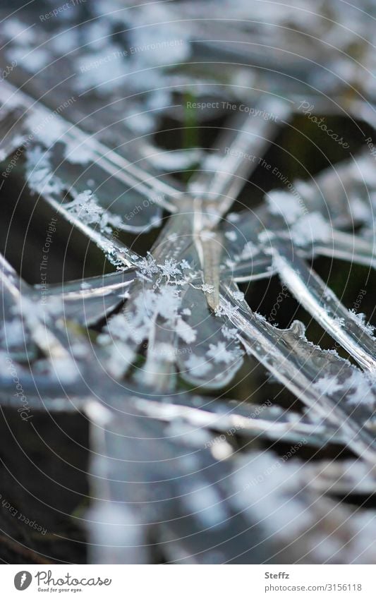 Gras und Frost Wintereinbruch Eiskristalle Kälteschock winterliche Kälte Kälteeinbruch Schneeflocken Raureif nordisch nordische Kälte frostig Januar