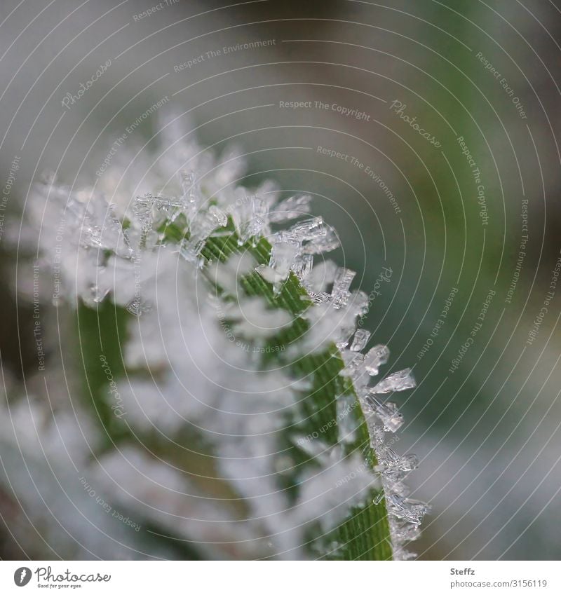 Eiskristalle an einem Grashalm Kristalle Kälteeinbruch Bodenfrost Frost Wintereinbruch Raureif eisig eisig kalt klirrende Kälte Winterkälte Kälteschock Januar