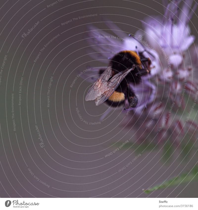 Bombus Hummel Erdhummel Dunkler Erdhummel Bombus terrestris bestäuben brummen brummend Wildblume Juli Flügel idyllisch Idylle Nektar sammeln Insekt sommerlich