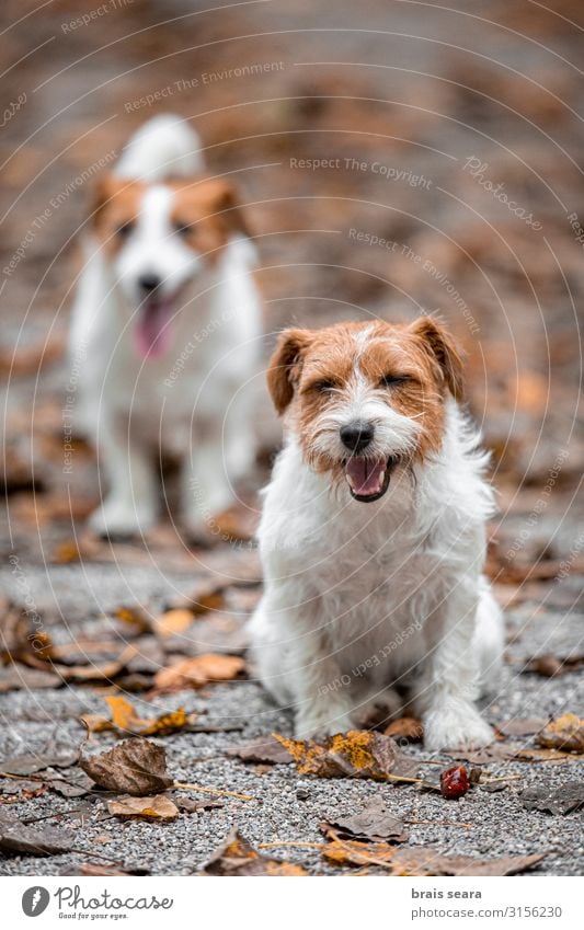 Zwei Hunde im Park. Freude Glück Spielen Freundschaft Natur Tier Herbst Wetter Baum Gras Blatt Wald Haustier 2 genießen springen Freundlichkeit Fröhlichkeit