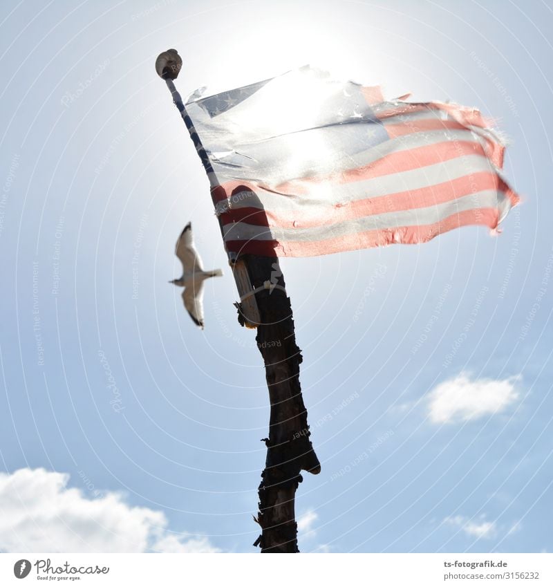 Möwe Jonathan wandert aus Natur Luft Himmel Wolken Sommer Klima Schönes Wetter Wind Küste Strand USA Stars and Stripes Tier Wildtier Vogel 1 Fahne Stock