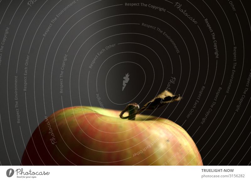 Rot-grüner Apfel in Teilansicht nah, mit Stiel und trockenem Blatt, vor dunkel grauem Hintergrund Apfelstiel Nahaufnahme Farbfoto Frucht Bioprodukte Gesundheit