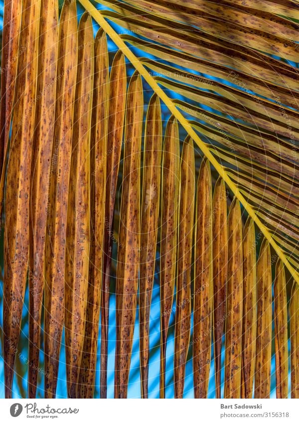 Detail Trockenpalme schön Ferien & Urlaub & Reisen Sommer Strand Insel Natur Pflanze Wärme Dürre Blatt Grünpflanze Urwald Küste exotisch trocken Farbe