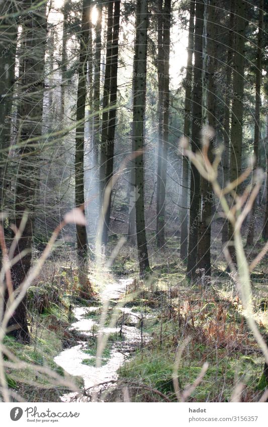 im Wald Ferien & Urlaub & Reisen wandern Natur Landschaft Herbst Bach braun grün Romantik Baumstamm Herbstlaub Waldboden Wildbach Farbfoto Außenaufnahme