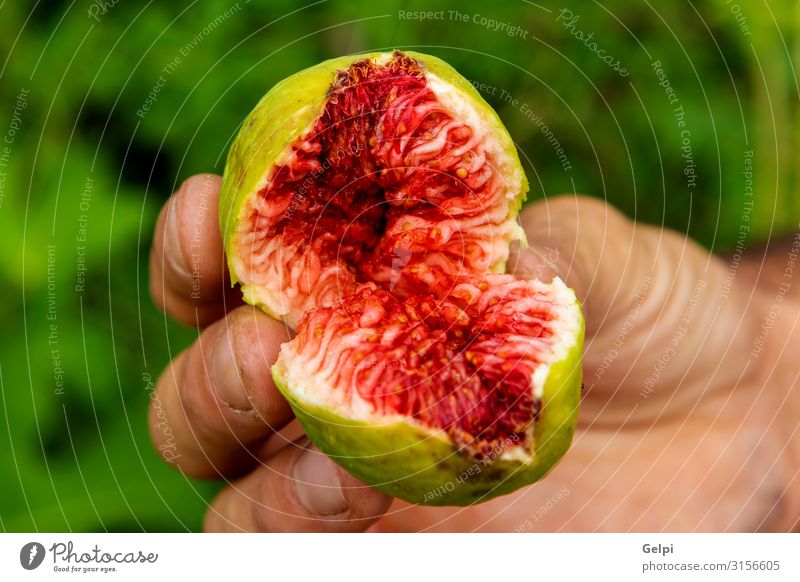 Jemand, der eine süße Feige zeigt. Frucht Dessert Tisch Hand Natur Pflanze Baum Blatt frisch grün rot Schmerz Farbe Tradition Lebensmittel reif Geschmackssinn