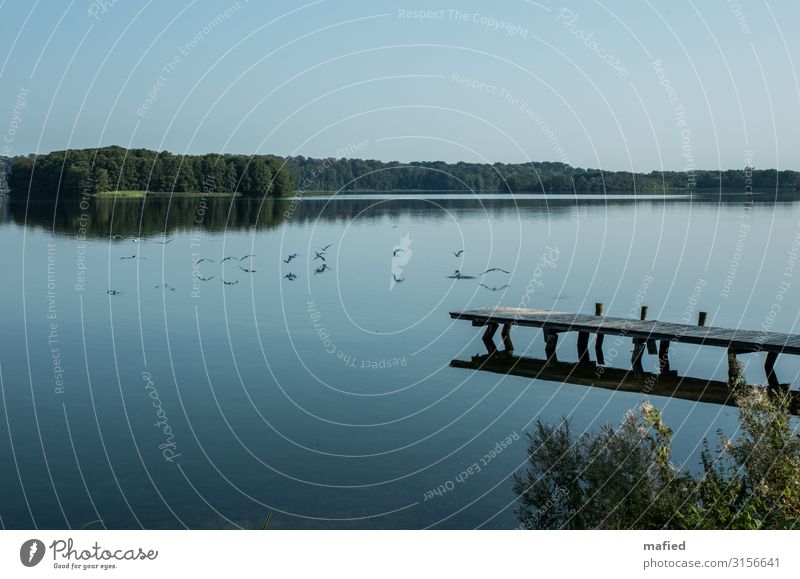 Guten Morgen Sommer Sommerurlaub Natur Landschaft Luft Wasser Wolkenloser Himmel Schönes Wetter Wald Seeufer Pinnow Dorf Steg Erholung blau grün ruhig Farbfoto