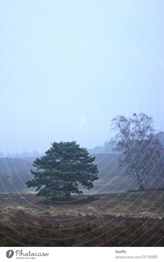 Heidelandschaft im Dezember Tristesse Einsamkeit Nostalgie Dämmerung Dezemberlicht nordisch blaue Stunde dunkler Tag Stille schneeloser Winter Dezemberstimmung