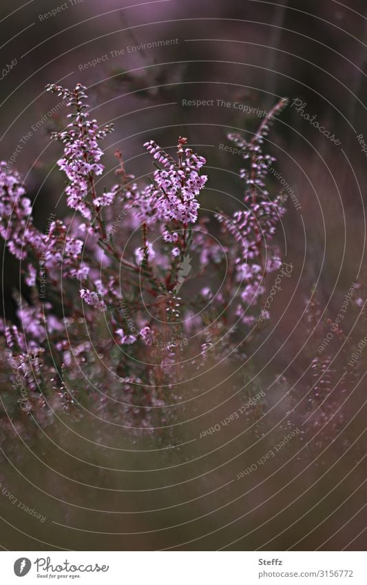 altmodische sommerliche Heide Heideblüte blühende Heide Besenheide mysteriöse Heide Erika Heidestrauch romantische Heide Sträucher nordische Romantik