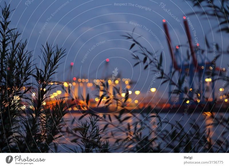 Blaue Stunde an der Elbe in Hamburg mit Zweigen im Vordergrund und unscharf beleuchteten Kränen im Containerhafen Hamburg Umwelt Wasser Schönes Wetter Pflanze