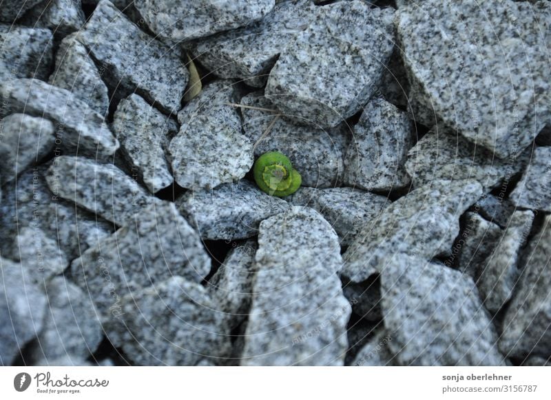 eingerollte grüne Raupe auf Granit Steinen Kiesrüben Granitbruch Tier 1 grau Farbfoto Außenaufnahme Nahaufnahme Textfreiraum links Textfreiraum oben