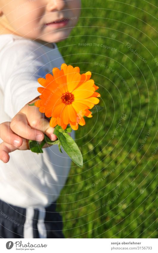 Kleinkind schenkt dir Blume Mensch Kind Junge Finger 1 1-3 Jahre Pflanze Blüte Wildpflanze Ringelblume Blühend Duft ästhetisch frisch natürlich grün orange weiß