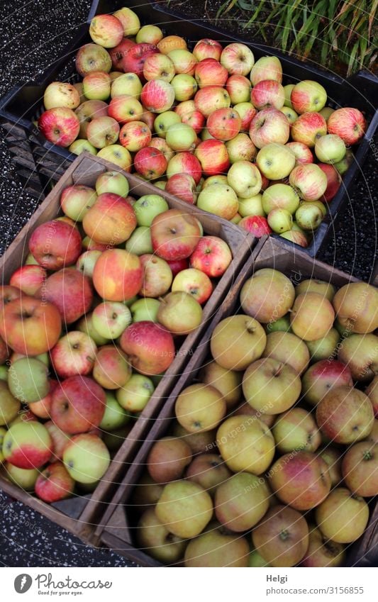 drei Kisten, voll  mit frisch geernteten verschiedenen Apfelsorten Lebensmittel Ernährung Bioprodukte Vegetarische Ernährung Diät Umwelt Natur Pflanze Herbst