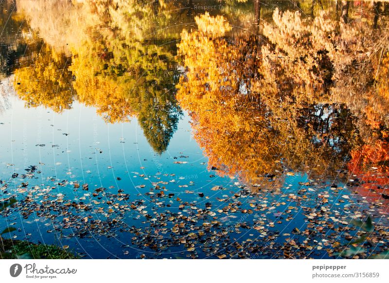 Herbstspiegelung Freizeit & Hobby Ferien & Urlaub & Reisen Ausflug Umwelt Natur Landschaft Wasser Schönes Wetter Pflanze Baum Park Wiese Teich See Bootsfahrt