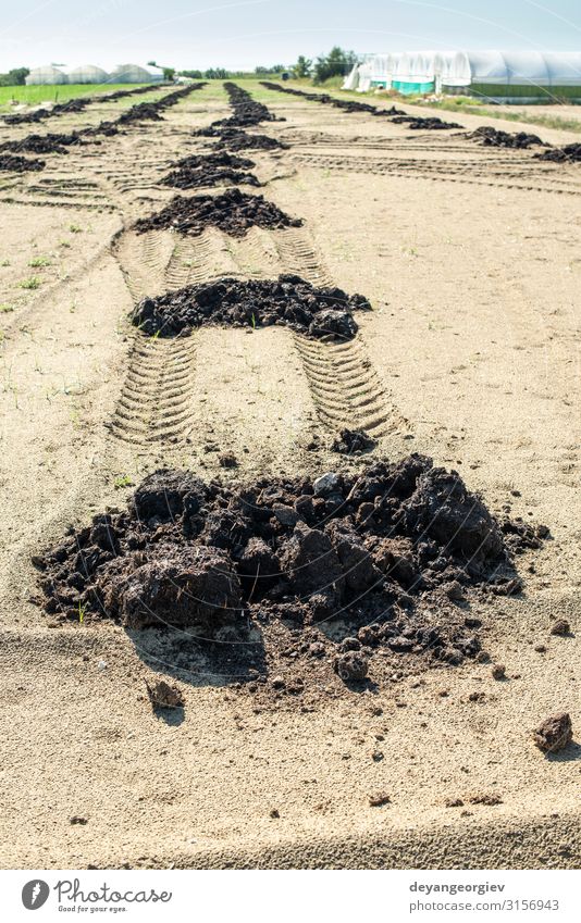 Natürlicher Dünger in landwirtschaftlichen Nutzflächen. Garten Gartenarbeit Hand Umwelt Natur Pflanze Erde Wachstum natürlich Düngung Biografie Fertilisation