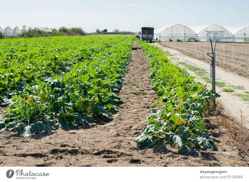 Zucchini auf Reihen in einem Industriebetrieb. Gemüse Frucht Sommer Garten Natur Landschaft Pflanze Erde Blume Blatt Wachstum frisch natürlich grün Feld