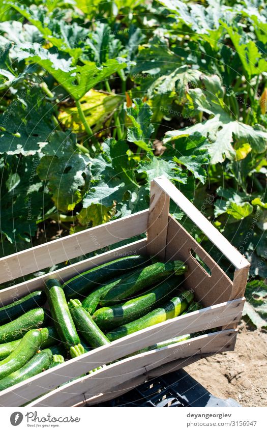 Zucchini pflücken im industriellen Betrieb. Holzkisten Gemüse Frucht Vegetarische Ernährung Sommer Garten Gartenarbeit Natur Blume Wachstum frisch natürlich