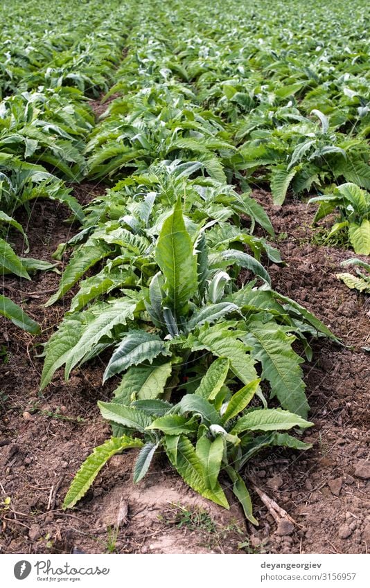 Artischocken-Industrieplantage. Gemüse Vegetarische Ernährung Sommer Kultur Natur Landschaft Pflanze Blatt Wachstum natürlich grün Bauernhof Artischockenfeld