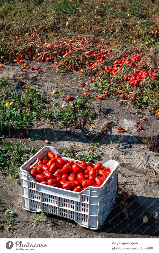 Tomaten manuell in Kisten pflücken. Tomatenfarm. Pflanze Wachstum frisch natürlich rot Ackerbau Kommissionierung industriell kultivieren Biotechnologie