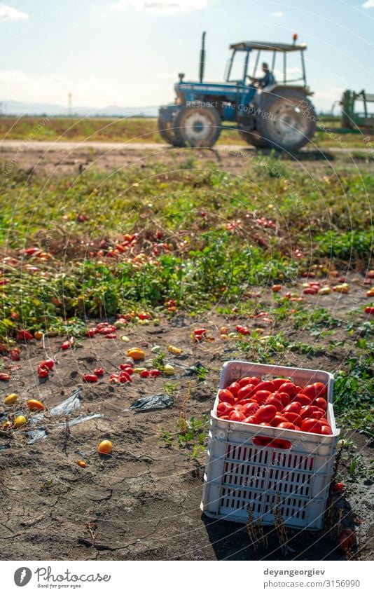 Tomaten manuell in Kisten pflücken. Tomatenfarm. Pflanze Traktor Wachstum frisch natürlich rot Ackerbau Kommissionierung industriell kultivieren Biotechnologie