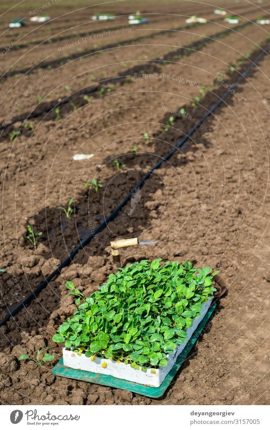 Sämlinge in Kisten auf dem Ackerland. Brokkoli pflanzen Gemüse Garten Gartenarbeit Industrie Umwelt Natur Pflanze Erde Blatt Wachstum frisch grün Bauernhof groß