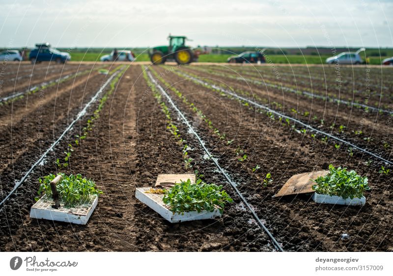 Sämlinge in Kisten auf dem Ackerland. Brokkoli pflanzen Gemüse Garten Gartenarbeit Industrie Umwelt Natur Pflanze Erde Blatt Traktor Wachstum frisch grün