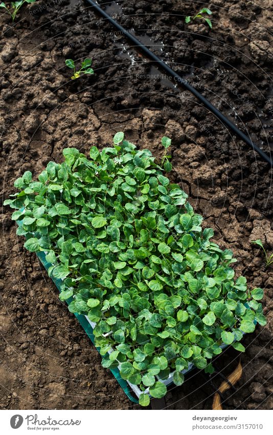 Sämlinge in Kisten auf dem Ackerland. Brokkoli pflanzen Gemüse Garten Gartenarbeit Industrie Umwelt Natur Pflanze Erde Blatt Wachstum frisch grün Bauernhof groß