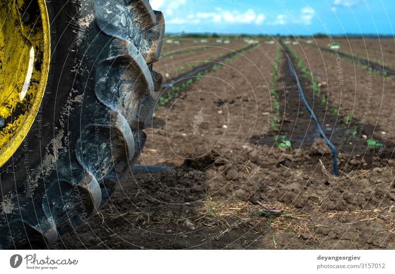 Traktorreifen-Setzlinge in Reihen auf dem Ackerland. Gemüse Garten Gartenarbeit Industrie Umwelt Natur Pflanze Erde Blatt Wachstum frisch grün Sämlinge Reifen