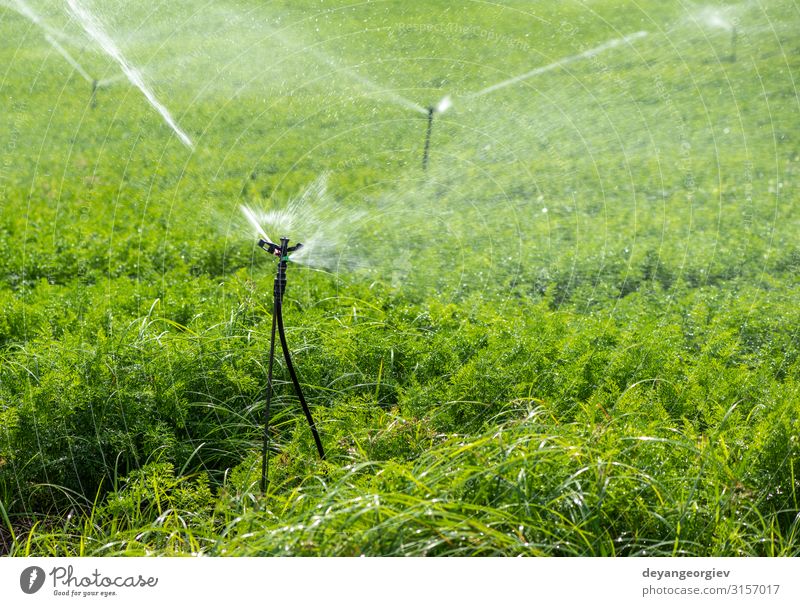 Bewässerung der Plantage mit Karotten. Beregnungssprinkler Gemüse Garten Gartenarbeit Technik & Technologie Umwelt Natur Pflanze Erde Blatt Tube Linie Wachstum