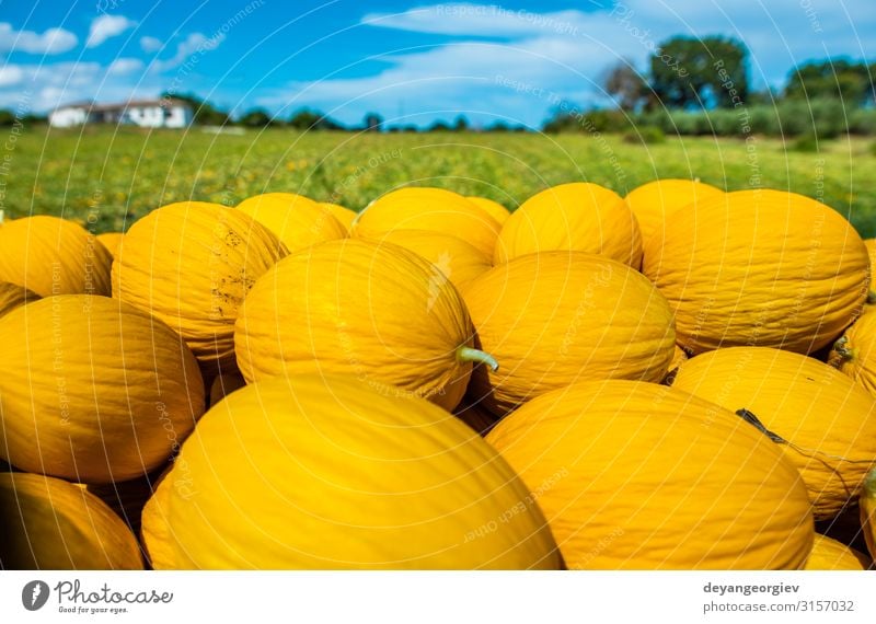 Kanariengelbe Melonen vom Bauernhof. Frucht Dessert Ernährung Vegetarische Ernährung Diät Sonne Natur frisch groß hell lecker natürlich saftig gold weiß