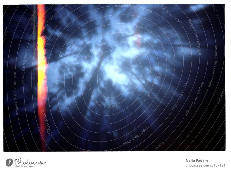 Wald Natur Landschaft Himmel Baum Menschenleer Holz bedrohlich dunkel gruselig blau schwarz Einsamkeit Angst Blick nach oben verloren irgendwo Farbfoto