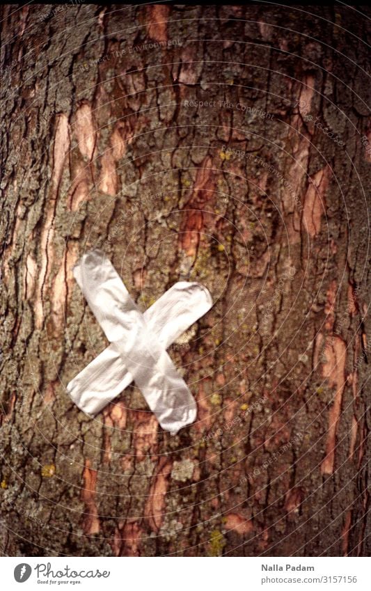 Baum hat Aua Pflanze Menschenleer Heftpflaster Heftplaster Holz braun weiß Tatkraft Verantwortung Hilfsbereitschaft Baumrinde Heilung Farbfoto Außenaufnahme