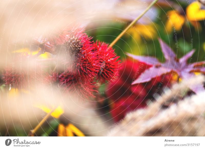 ...un Blomen | UT Hamburg Pflanze Blume Gras Blatt Blüte Garten Park Blühend Wachstum weich gelb grün rot Lebensfreude Farbfoto Außenaufnahme Menschenleer