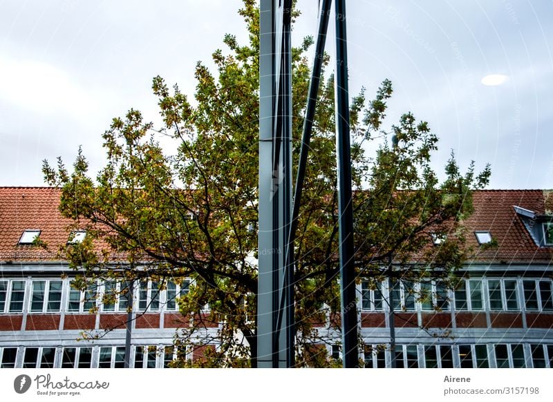 links H|H rechts | UT Hamburg Baum Stadt Stadtzentrum Menschenleer Haus Gebäude Bürogebäude Fassade Glasfassade Spiegelbild Symmetrie Reflexion & Spiegelung