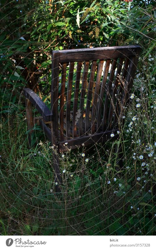 Sonne tanken, im Schatten. Umwelt Natur Landschaft Pflanze Klimawandel Gras Blatt Blüte Grünpflanze Garten Park Wald sitzen grün Stimmung Glück Zufriedenheit