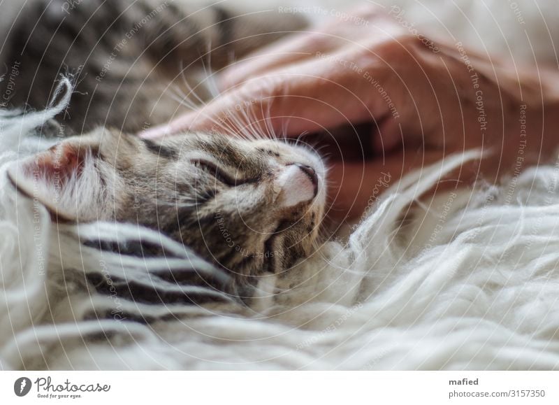 Kuscheltag Tier Haustier Katze Tierjunges berühren genießen Glück braun rosa schwarz weiß Zufriedenheit Vertrauen Geborgenheit Farbfoto Innenaufnahme Tag