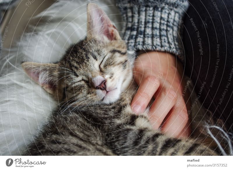 Schnuggiboy Tier Haustier Katze Tiergesicht Fell 1 Tierjunges berühren kuschlig niedlich braun grau rosa weiß Vertrauen Sicherheit Geborgenheit Sympathie