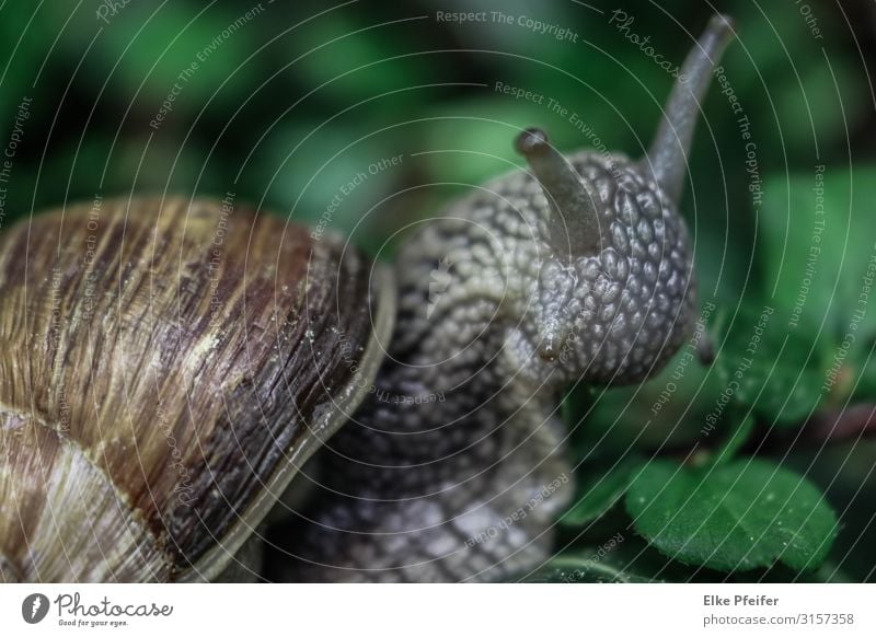 Weinbergschnecke Natur Tier Haustier Wildtier Schnecke 1 Gefühle Stimmung Verzweiflung langsam Zeitlupe Frieden Außenaufnahme Menschenleer Tag