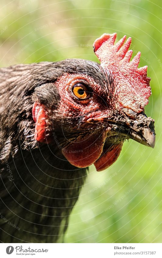 Ich wünsche mir, dass ich ein Huhn bekomme. Natur Tier Haustier Nutztier Tiergesicht Hähnchen Pute 1 elegant Tierliebe Gelassenheit Idylle einzigartig Farbfoto