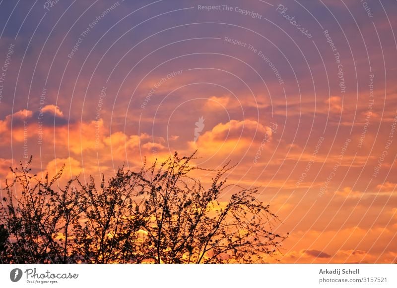 Unglaublich schöne Wolkenformationen, Sonnenuntergang Farben hinter Bäumen. abstrakt Hintergrund Schönheit hell Cloud wolkig farbenfroh Morgendämmerung